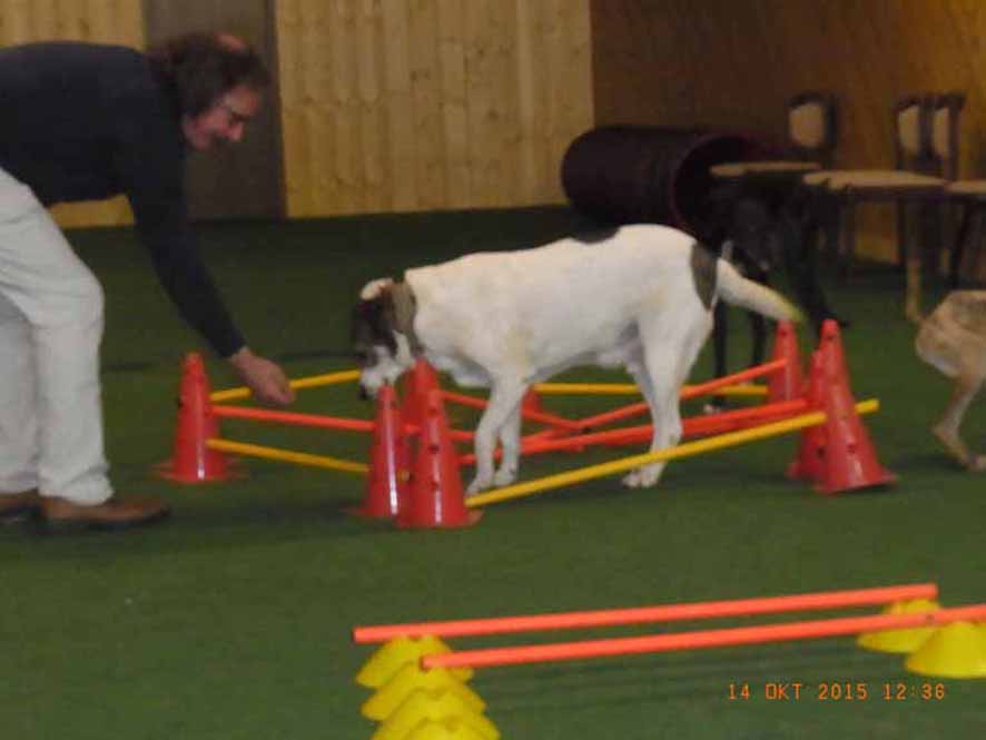 Cavaletti-Labyrinth Barnie.jpg (886 x 665)